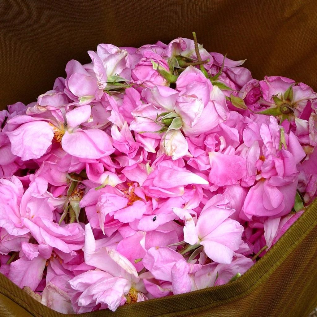 Pétales de roses bio
